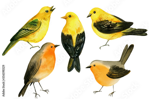 yellow birds, canary, little robin bird on an isolated white background, watercolor sketch