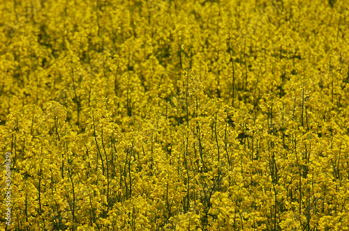 Yellow rapeseed blossoming field background