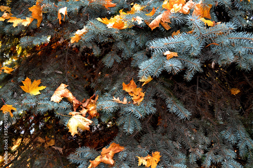  yellow leaf fall season spruce © Olenka
