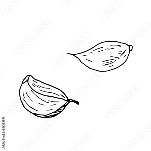 2 cloves isolated on white background. Vector hand drawn sketch illustration in doodle outline style. Fresh, delicious vegetable, spice for marinating meat, cuisine, engraved design, bulb.