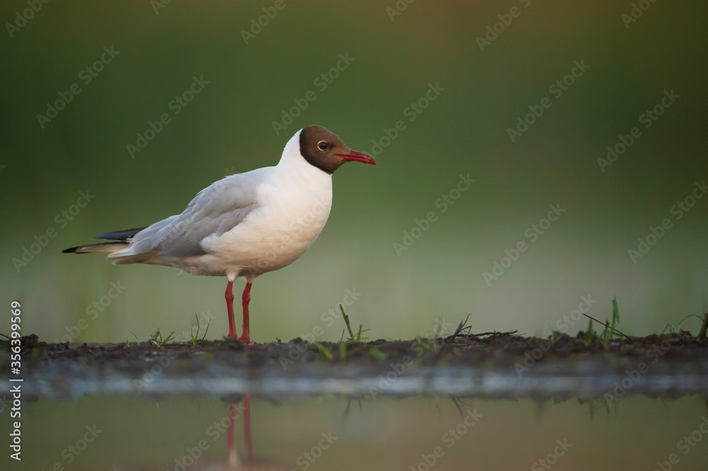 Black-headed gull by the water Black-headed gull by the water