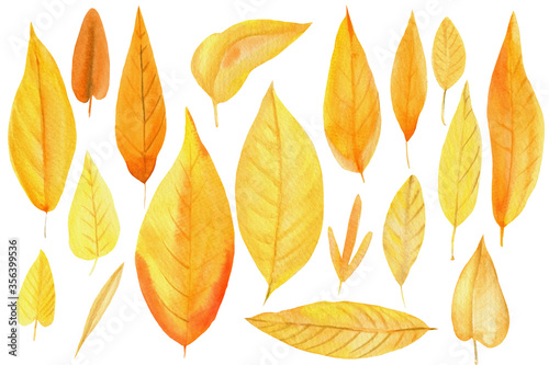 autumn leaves on an isolated white background  watercolor sketch