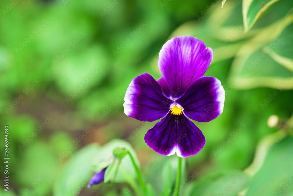 pansies purple flower single on a green background, isolate . close - up of a flower, space for text pansies purple flower single on a green background, isolate . close - up of a flower, space for text