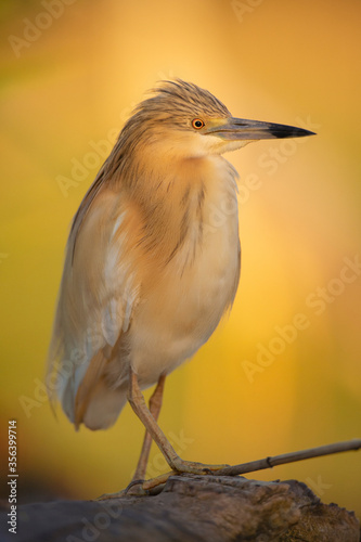 Squacco heron portrait photo