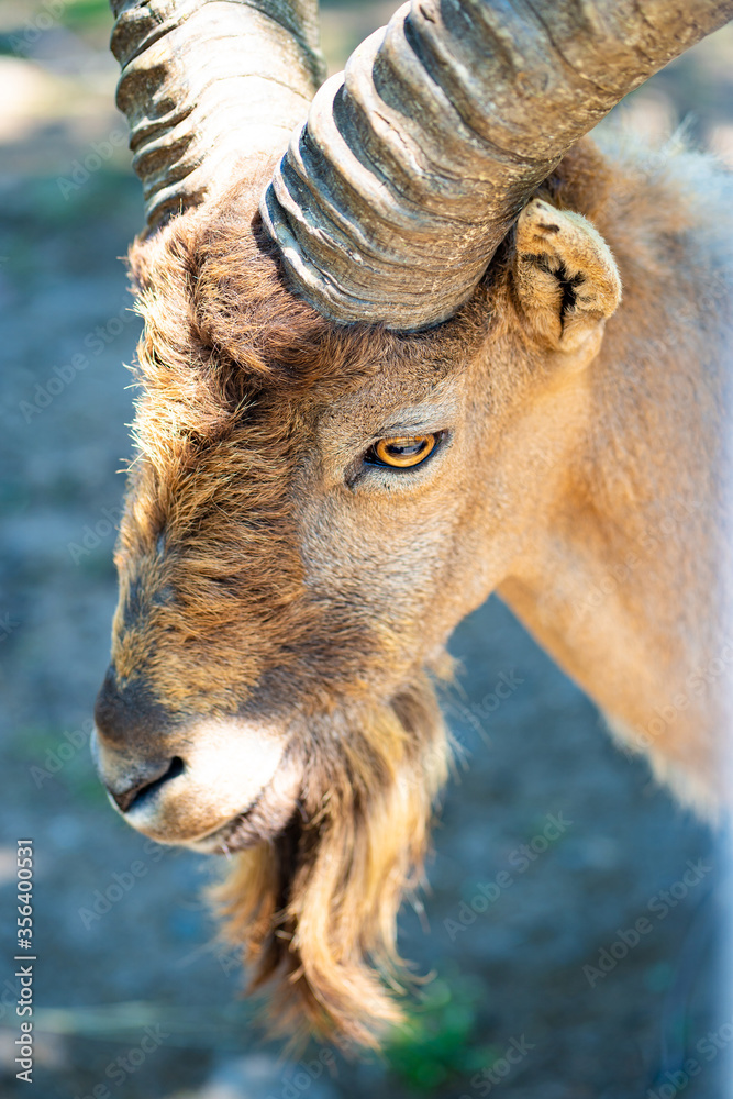Kuban Tur in zoo aviary. Closeup. clovenhoofed wild animals in