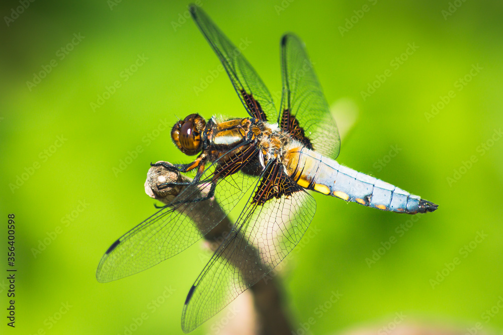 Broad-Bodied Chaser Dragonfly perched on a Branch Broad-Bodied Chaser Dragonfly perched on a Branch