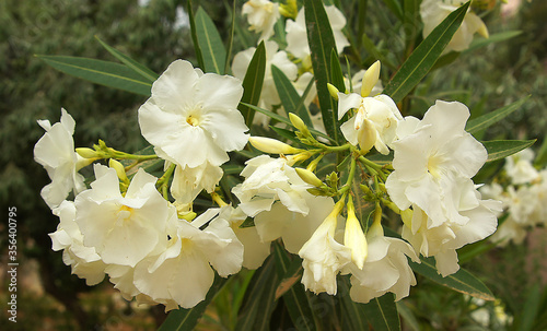 Flower for postcard beauty decoration