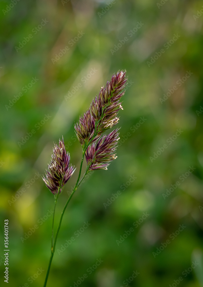 Flowering Grass Head