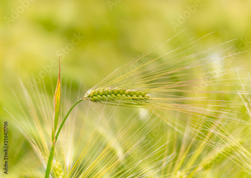 Isolated Green Ear of Wheat