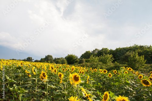 Sunflower field photo
