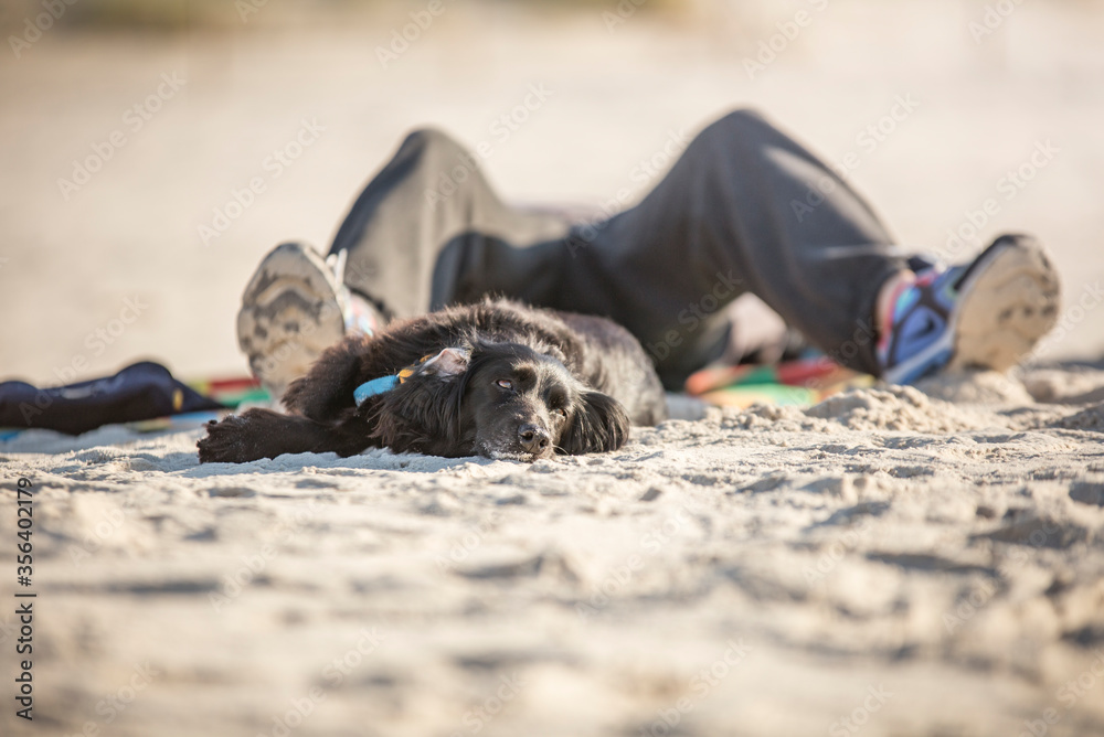 Pies i jego opiekun leżą na plaży Pies i jego opiekun leżą na plaży