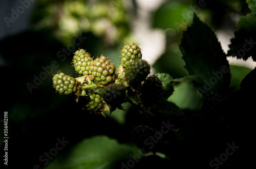 green blackberries ripening on the branch