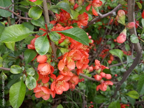 Quince branch with orange fiery beautiful flowers, spring bloom