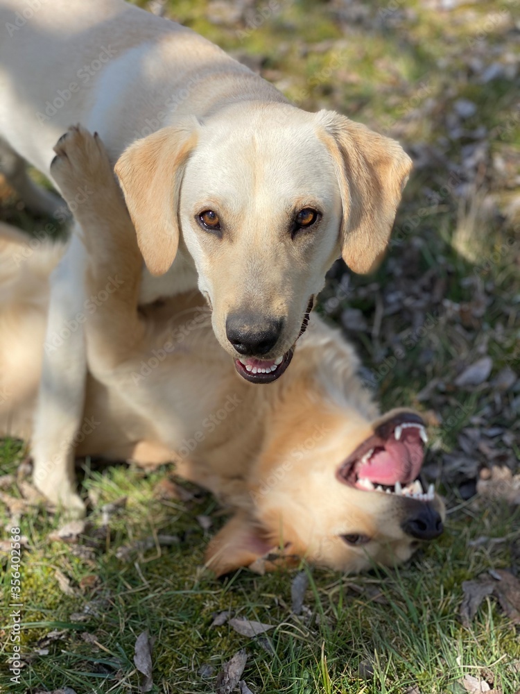 golden retriever puppy