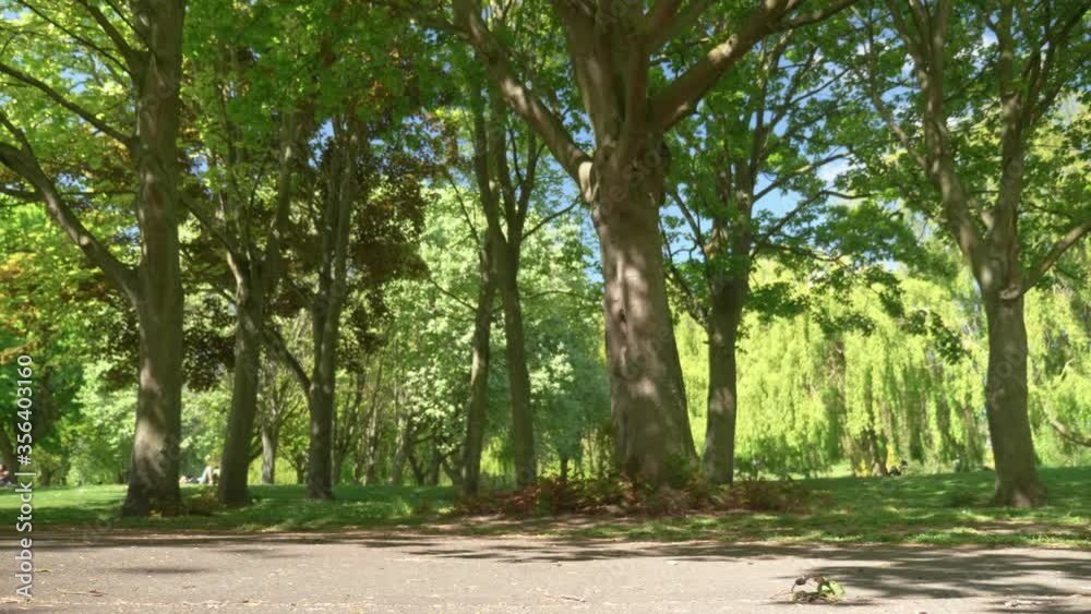Beautiful green trees in park Ireland wide 4K UHD Beautiful green trees in park Ireland wide 4K UHD