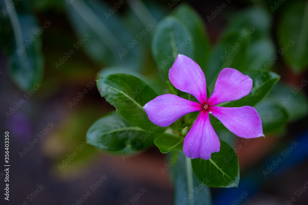 Fresh Cayenne Jasmine Flower And Leaf Thai Herb Fresh Cayenne Jasmine Flower And Leaf Thai Herb