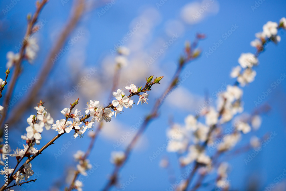 cherry flowers close-up on a light blue background cherry flowers close-up on a light blue background