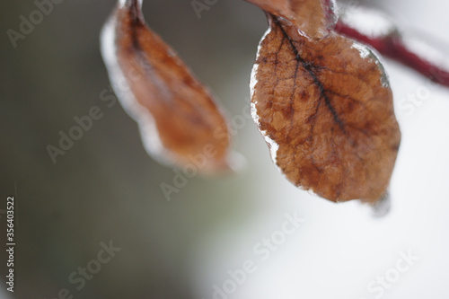 birch leaf chained in ice