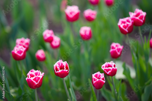 Fototapeta Naklejka Na Ścianę i Meble -  Field of burgundy tulips with fringe