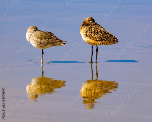 Birds sleeping on beach in La Jolla California photo