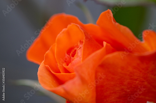Orange Rosenblüte schräg