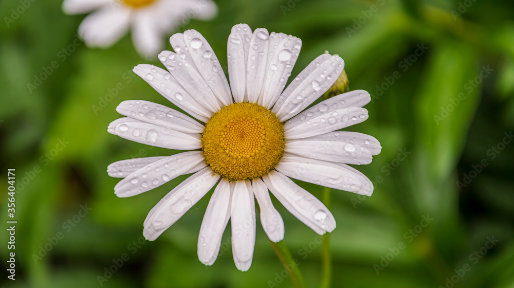 Fototapeta premium white camomile with water droplets on the petals on an abstract green background