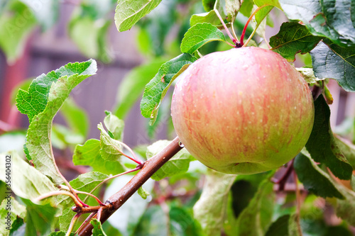 Ripening apple on a branch in the garden, growing fruits.