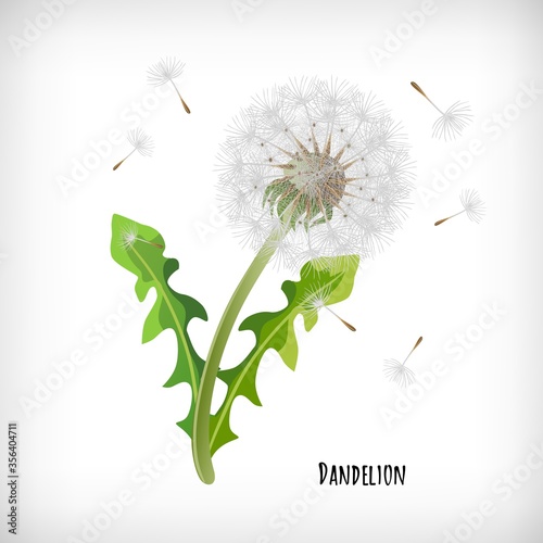 Dandelion plant with green leaves and flying seeds in the wind isolated on vignette background. Lettering Dandelion. Vector illustration.