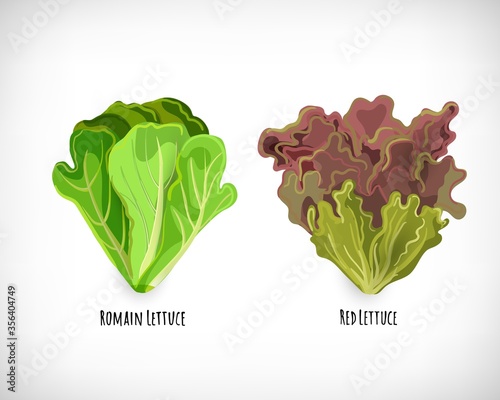 Vector set of salad plants. Green romain lettuce and escarole. Fresh leaves ingredient for salad in flat style.