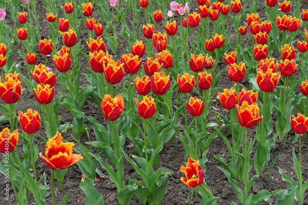 Numerous red and yellow fringed flowers of tulips in May Numerous red and yellow fringed flowers of tulips in May