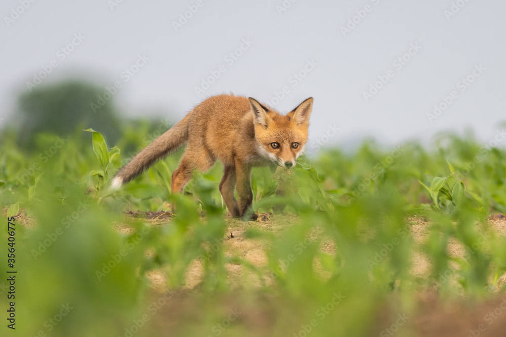 Fototapeta premium Red fox youngster walking in the field.