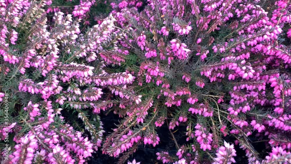 beautiful pink flowers are blooming, spring garden concept, botanical, urban landscaping beautiful pink flowers are blooming, spring garden concept, botanical, urban landscaping