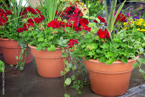 Potted Geranium flowering plants for sale at a local outdoor market