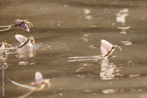 Foto Annual swarm of long-tailed mayfly on Tisza river in Serbia.