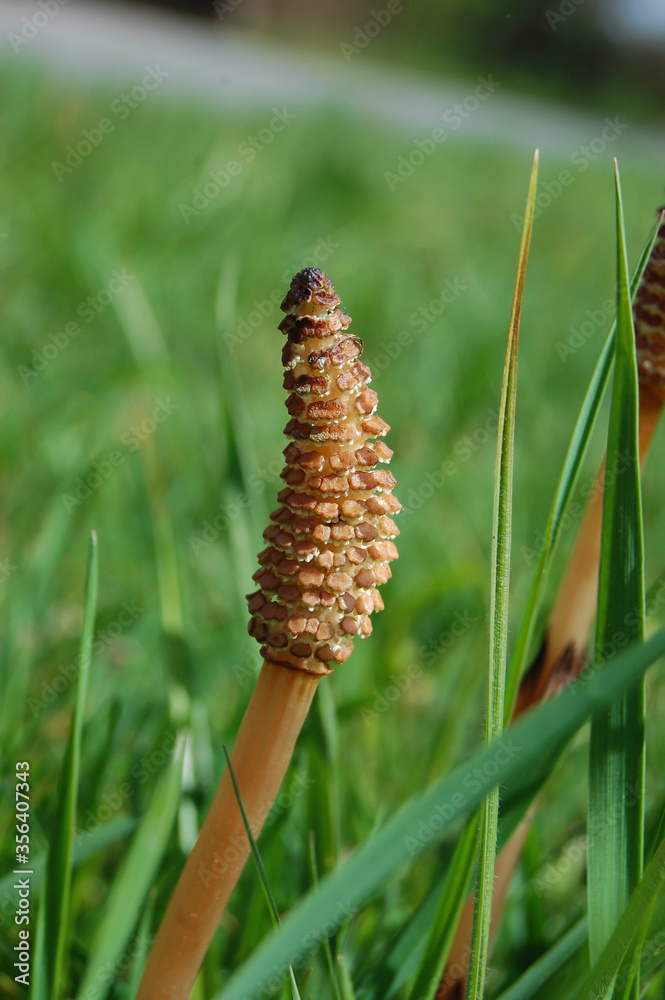 The Field Horsetail in early April in the UK.
The Field Horsetail in early April in the UK.