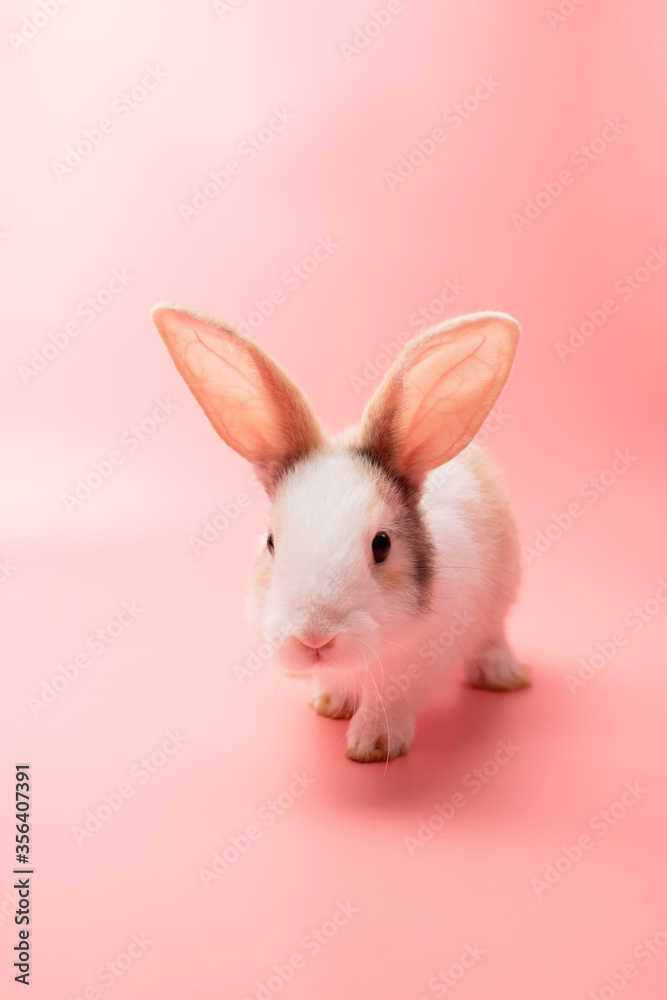 Little white and brown rabbit sitting on isolated pink or old rose background at studio. It's small mammals in the family Leporidae of the order Lagomorpha. Animal studio portrait. Little white and brown rabbit sitting on isolated pink or old rose background at studio. It's small mammals in the family Leporidae of the order Lagomorpha. Animal studio portrait.