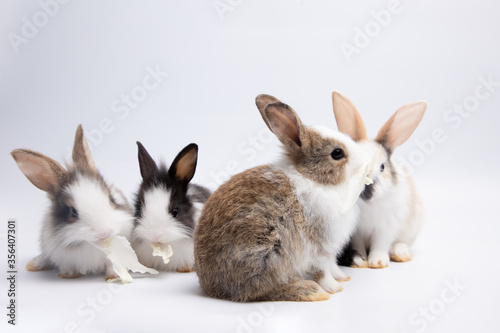 Little white and black rabbit eating cabbage on isolated white or old rose background at studio. It's small mammals in the family Leporidae of the order Lagomorpha. Animal studio portrait.