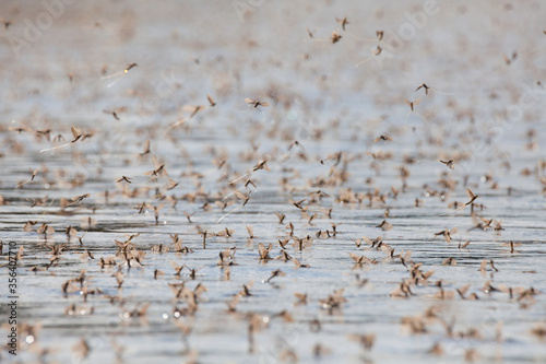 Billede på lærred Annual swarm of long-tailed mayfly on Tisza river in Serbia.