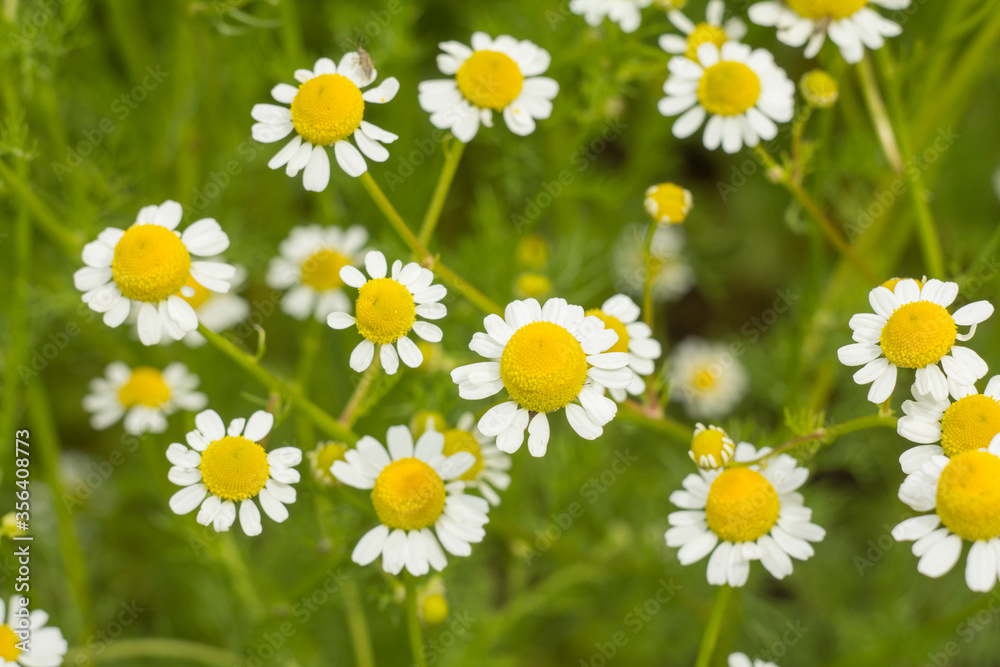 Flowers of chamomile with blurred same flowers on the background Flowers of chamomile with blurred same flowers on the background