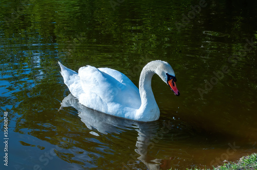 white swan swims in the lake. beautiful water bird. photo