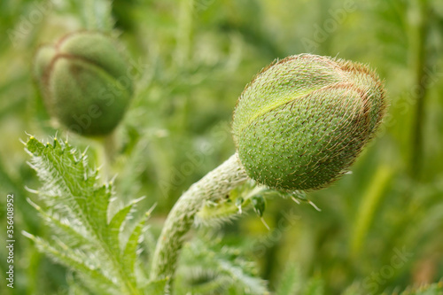 Close-up of bud of poppy flower in the garden.