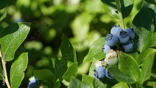 Closeup of sweet tasting highbush blueberries among the green leaves on the bush, the vitamin rich ripe blueberries are to be harvested and are sold fresh or used for making jams