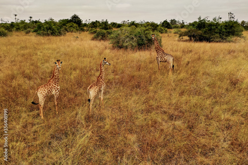 Giraffes in the wild  African landscapes 