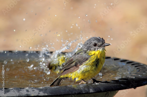 Eastern Yellow Robin (Eopsaltria australis), at bird bath, South Australia
