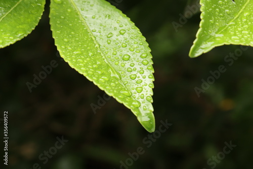 Waterdots on the green leaves