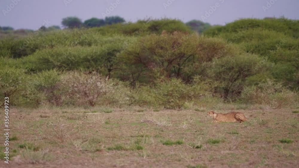 A Female Cheetah Scouting At The Field For Prey In Kalahari Desert, South Africa - wide shot A Female Cheetah Scouting At The Field For Prey In Kalahari Desert, South Africa - wide shot