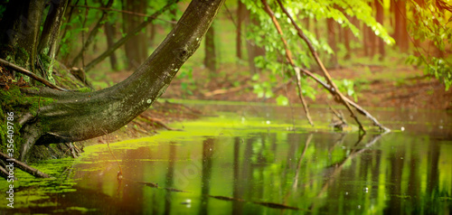 Calm wide river in a mystical forest.