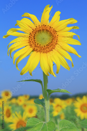 Sun flower against blue sky
