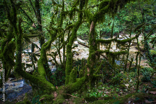 green rainforest where the trees are covered with moss
