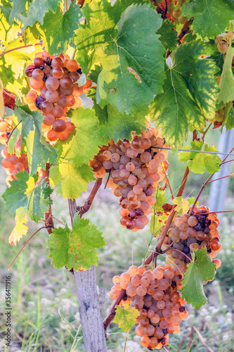 Grappes de raisin sur la vigne
Bunches of grapes on the vine